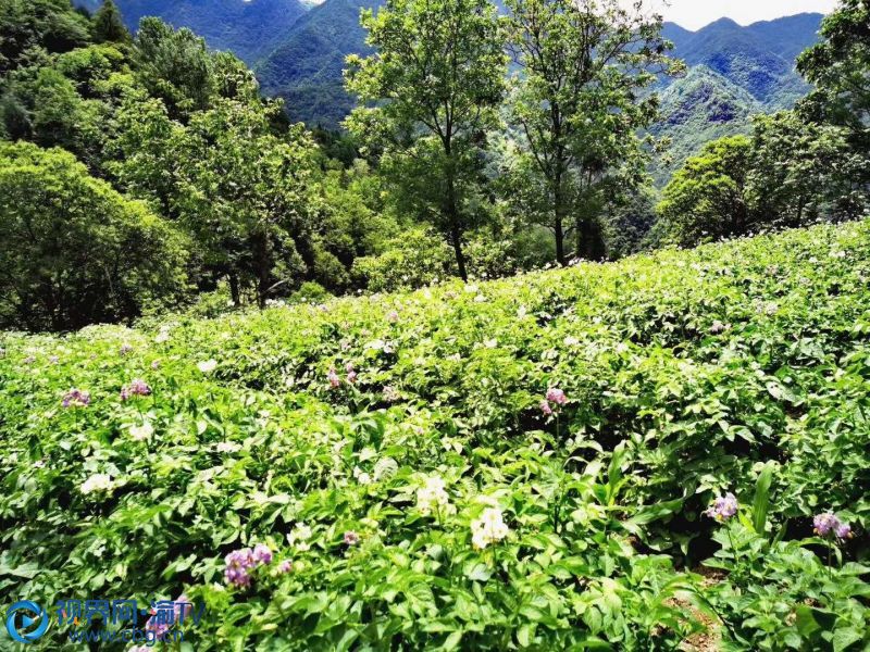 小小洋芋花，細(xì)細(xì)碎碎，連成一片，本不起眼的小花，在每年夏天驟然怒放，年年如期。（攝影：李萬華）