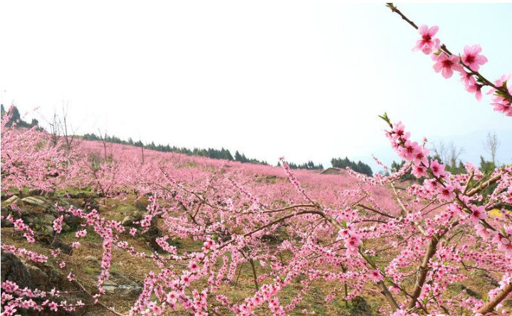 桃花開滿枝丫