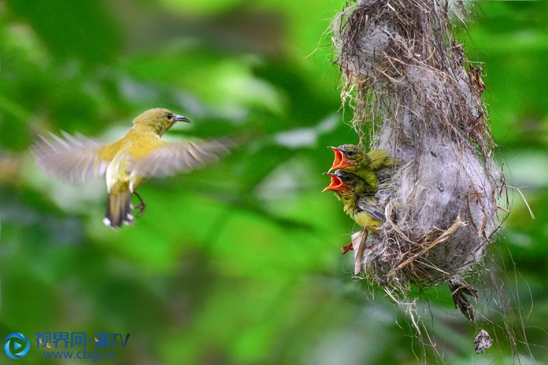 重慶市大渡口區(qū)中華美德公園，叉尾太陽(yáng)鳥喂食幼鳥，溫馨而有愛！