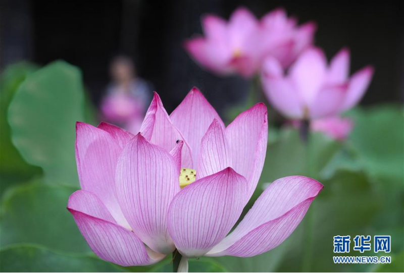 6月12日在浙江省丽水市景宁畲族自治县景宁中学惠明桥畔拍摄的荷花。 新华社发（李肃人 摄）