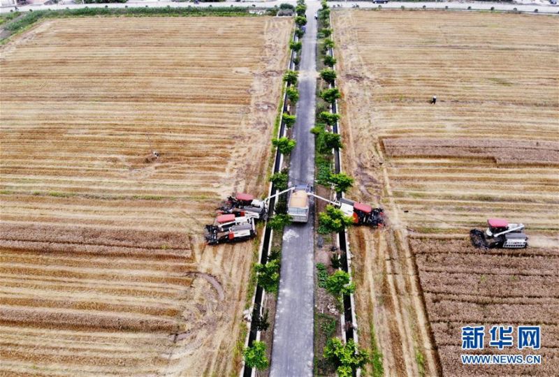 　5月29日，联合收割机在浙江省杭州市西湖区双浦镇的一片麦田收割成熟的小麦（无人机照片）。 新华社发（龙巍 摄）