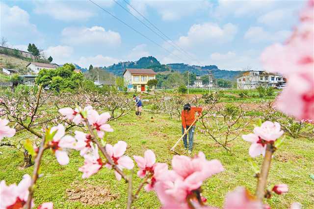 3月12日，合川区太和镇亭子村，村民正在为桃树进行人工除草。记者 万难 摄