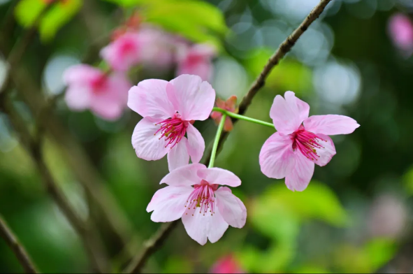 遍地開花盼君來