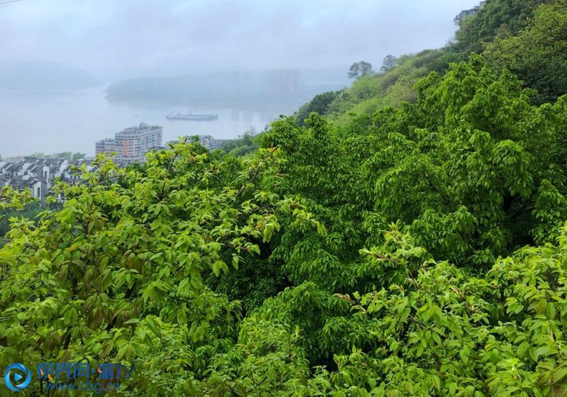 4月21日，重慶市長壽區(qū)轄區(qū)內(nèi)的長江、街道、樓房，在雨霧中時隱時現(xiàn)，宛若一幅美麗的油畫。攝影：袁志龍