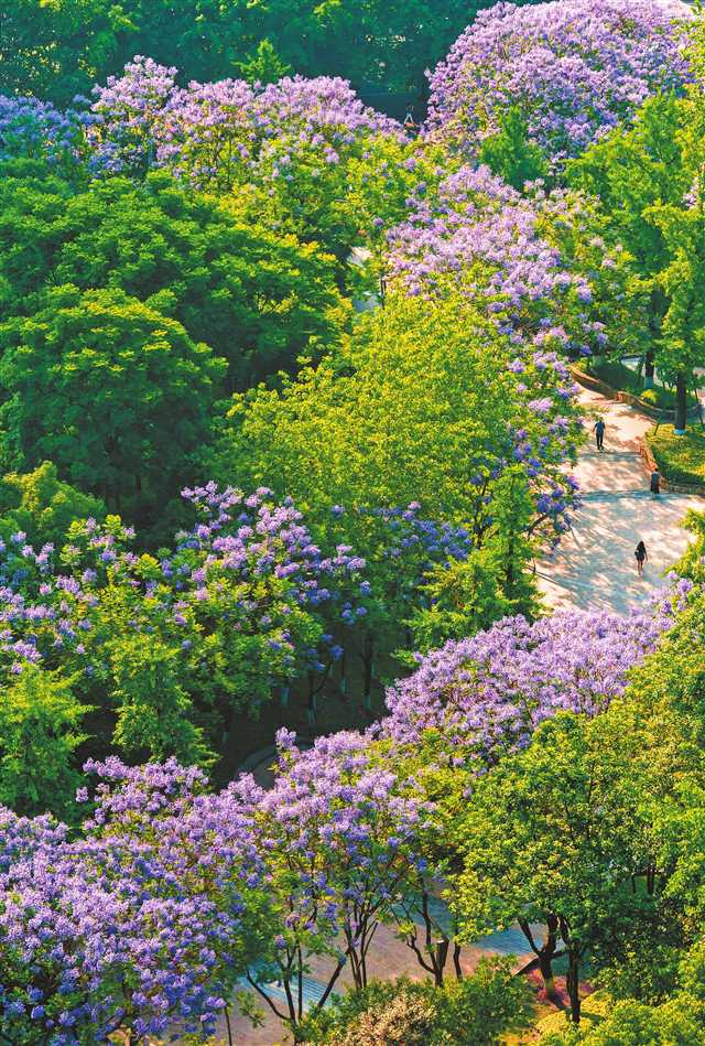     5月19日，江北區(qū)石子山，早起的市民從開滿藍(lán)花楹的道路上經(jīng)過。