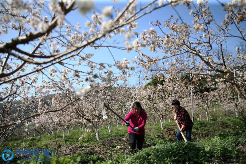 3月4日，重慶市黔江區(qū)馮家街道寨子社區(qū)村民在櫻桃花掩映的地里勞作。