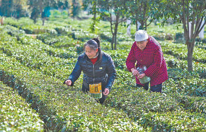 重慶市梁平區(qū)平川茶廠工人正在茶園采摘春茶。熊偉 攝