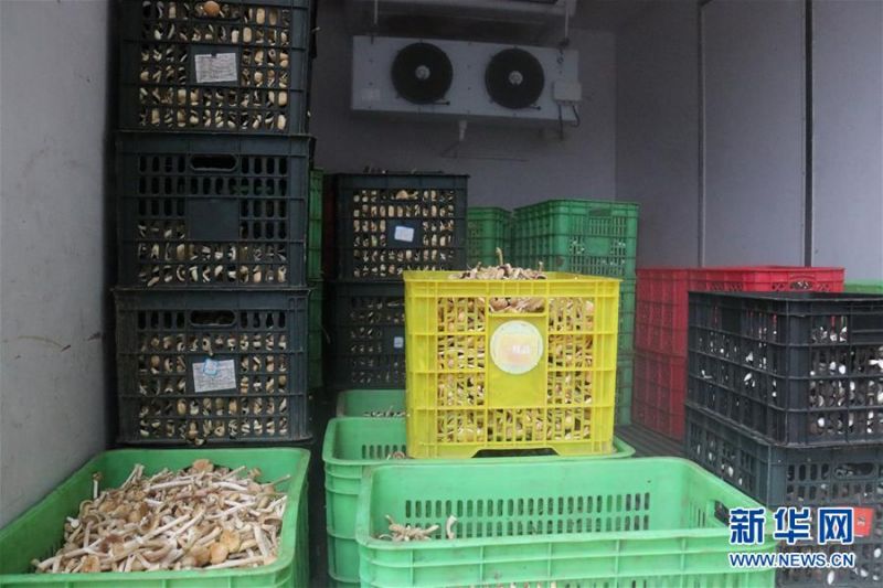　　在湖南省沅江市胭脂湖村，一筐筐已分拣、称量好的新鲜芦菇被装上冷链运输车，准备销往各地（5月20日摄）。新华社发（蔡潇潇 摄）