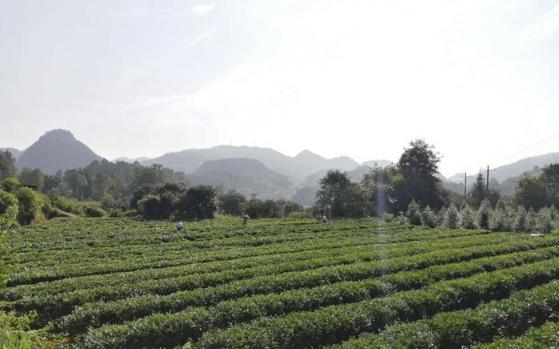 秀山縣峨溶鎮(zhèn)大坪茶葉基地采茶。（楊坤/攝）