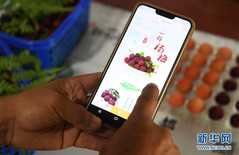 6月3日，在上虞区驿亭镇，舜利水晶杨梅专业合作社果农在查看自己的电商平台杨梅销售页面。 近日，浙江绍兴上虞区二都杨梅开采。杨梅是上虞区传统特色农产品，目前上虞区二都杨梅种植面积1651公顷，年产量1.1万吨，2019年二都杨梅成功申报国家农产品地理标志认证。 新华社记者翁忻旸摄