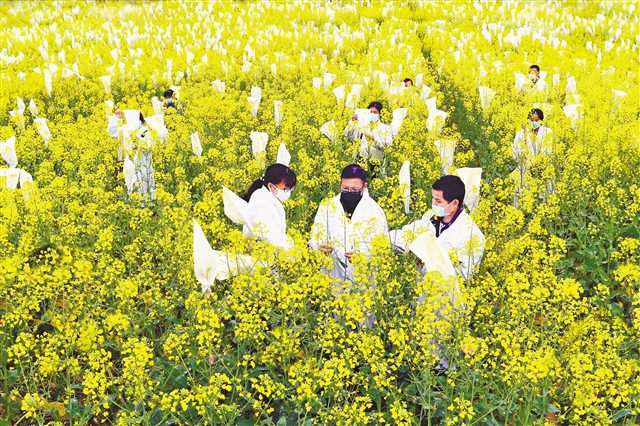3月6日，三峡农科院万州区甘宁镇油菜实验基地，科技人员正对油菜套袋和鉴定等。通讯员 何忠 摄