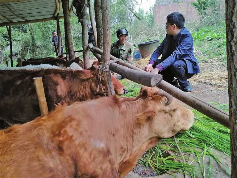 余仲軍（右）在貧困戶家查看牛崽生長(zhǎng)情況。