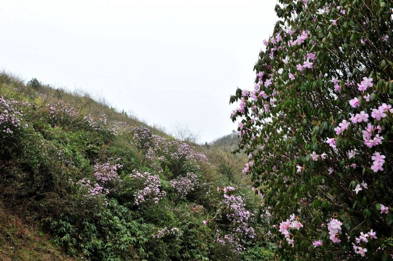 4月5日，酉陽雙泉鄉(xiāng)攬星蓋景區(qū)，漫山遍野的野生杜鵑花全部盛開。姹紫嫣紅的花海，在高山密林之間，花團(tuán)錦族，粉白交錯(cuò)，美不勝收。（攝影：邱洪斌）