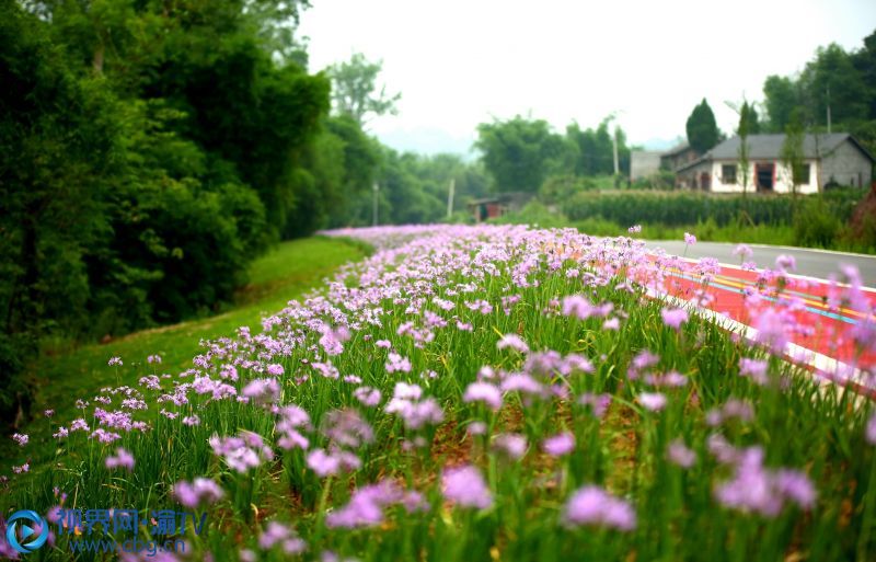 瀨溪河體育公園馬拉松賽道旁的紫嬌花花開正艷。 攝影：張成杰