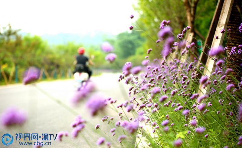 紫色的馬鞭草，在馬拉松賽道旁競(jìng)相綻放。 攝影：張成杰