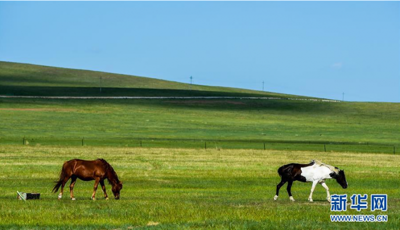 6月17日，马儿在锡林郭勒盟乌拉盖草原上吃草。 初夏时节，内蒙古中部的锡林郭勒大草原风景如画。 新华社记者 连振 摄