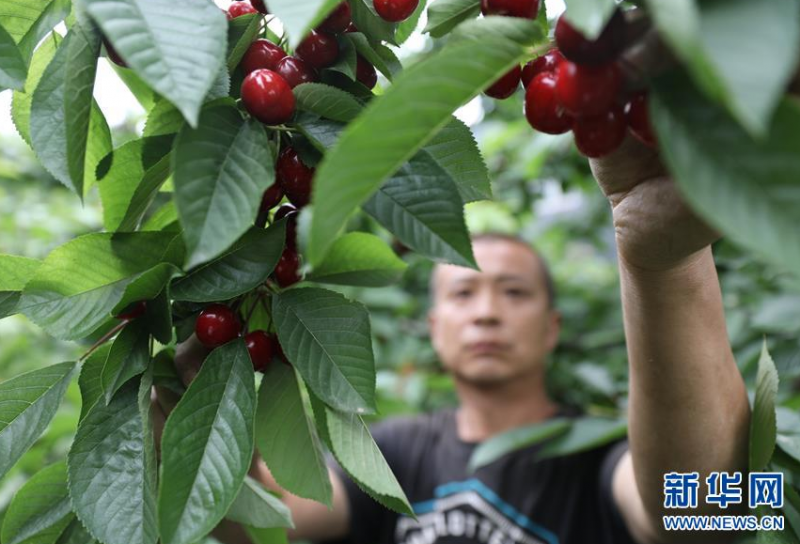 6月20日，天水市秦州区藉口镇村民赵利兵在果园里采摘樱桃。 眼下正值大樱桃上市的销售旺季，甘肃省天水市秦州区各地村民忙着采摘、销售。甘肃省天水市秦州区是优质大樱桃适生区之一。2019年，秦州区大樱桃栽植面积约8.5万亩，年产量约4万吨。 新华社记者 多蕾 摄