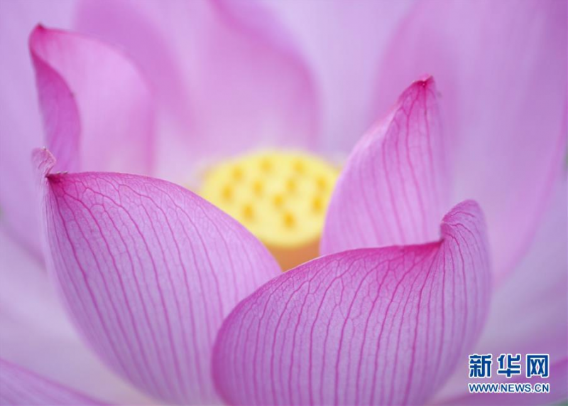 6月12日在浙江省丽水市景宁畲族自治县景宁中学惠明桥畔拍摄的荷花。 新华社发（李肃人 摄）