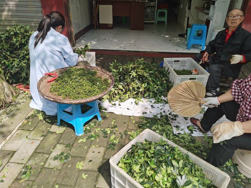 重慶璧山三合鎮(zhèn)的花椒熟了！麻香飄十里，枝綠掛滿山。（攝影：王江）