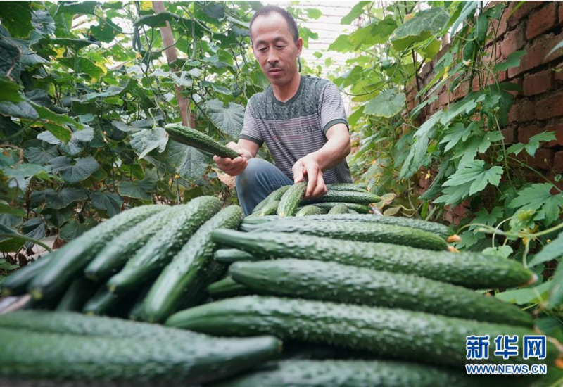 6月18日，唐山市丰南区黄各庄镇双坨村农民在大棚内采摘黄瓜。 连日来，河北省唐山市丰南区在做好疫情防控工作的同时，引导农民积极做好蔬菜生产，供应京津市场。据介绍，目前该区蔬菜种植面积达13.5万亩，年产蔬菜60多万吨。 新华社记者 杨世尧 摄