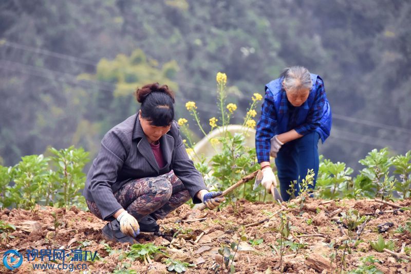 村民正在種植茶樹。（記者 王小玉 攝）