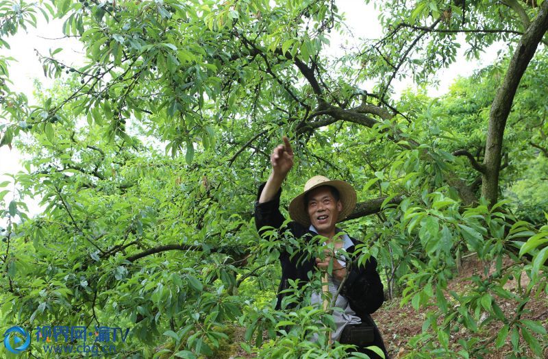 龍灣村種植大戶葛凡祝在管護(hù)脆李。（攝影：盧先慶）