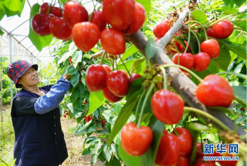 6月6日，果农在滦南县倴城镇一家大樱桃种植合作社的生产基地采摘大樱桃。 近年来，河北省唐山市滦南县倴城镇引导农民通过“合作社+农户”的模式，发展高品质大樱桃种植，促进农民增收。据介绍，目前该镇大樱桃种植面积达到1200余亩。 新华社记者 杨世尧 摄