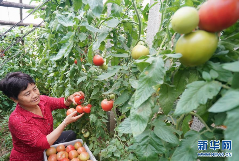 6月18日，唐山市丰南区黄各庄镇双坨村农民在大棚内采摘西红柿。 连日来，河北省唐山市丰南区在做好疫情防控工作的同时，引导农民积极做好蔬菜生产，供应京津市场。据介绍，目前该区蔬菜种植面积达13.5万亩，年产蔬菜60多万吨。 新华社记者 杨世尧 摄