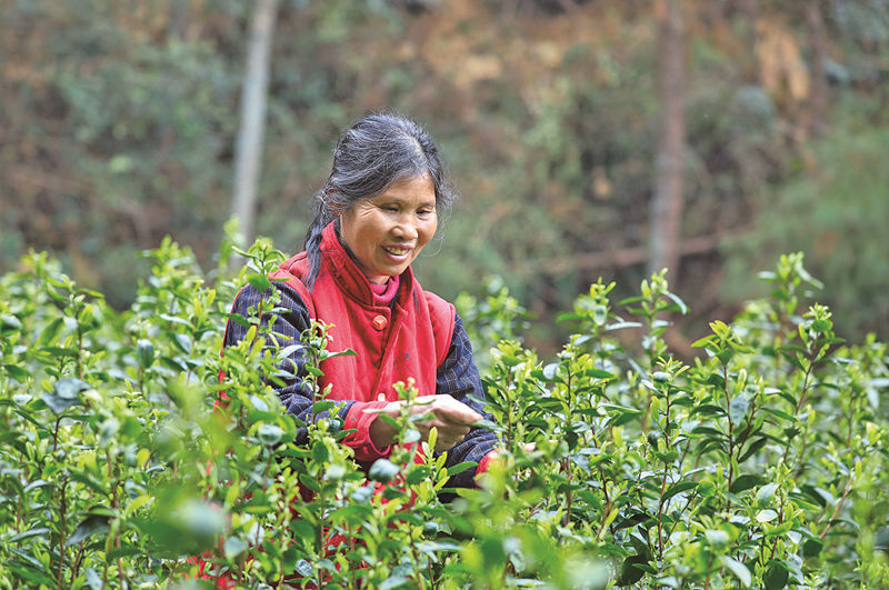 重慶一箭春生態(tài)茶葉種植有限公司茶園，工人在采摘春茶。熊偉 攝