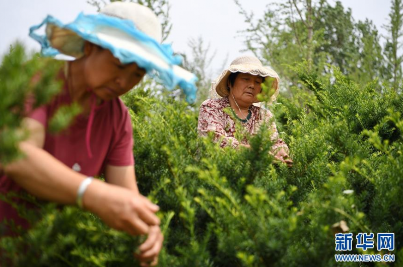 6月17日，河北省滦州市长青红豆杉种植基地的员工在采摘红豆杉叶，准备制茶。新华社记者 牟宇 摄