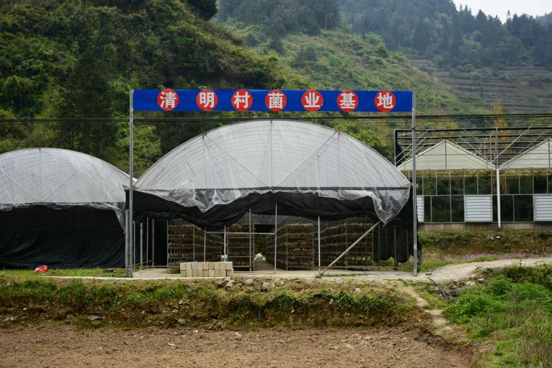 4月8日，記者從重慶市酉陽土家族苗族自治縣獲悉，近年來，車田鄉(xiāng)在脫貧攻堅(jiān)的時(shí)代背景下，大力發(fā)展油茶、中藥材、葉用枸杞、吊瓜、茶葉等扶貧產(chǎn)業(yè)，通過“村集體經(jīng)濟(jì)+專業(yè)合作社+農(nóng)戶”的模式帶動(dòng)百姓脫貧致富，村民通過基地務(wù)工、土地流轉(zhuǎn)、產(chǎn)業(yè)分紅等方式增加收入。目前，酉陽自治縣已實(shí)現(xiàn)脫貧。2020年全縣將預(yù)計(jì)新發(fā)展10萬畝油茶、5萬畝茶葉等特色產(chǎn)業(yè)，繼續(xù)做大文旅、務(wù)工經(jīng)濟(jì)，鞏固脫貧成效。圖為酉陽縣車田鄉(xiāng)清明村香菇產(chǎn)業(yè)基地。