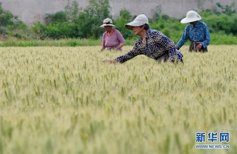 　　5月26日，农民在内丘县东庞前街村麦田清理杂麦。 夏日时节，河北省邢台市内丘县农民抢抓农时开展麦田后期管理，为小麦增产丰收打好基础。 新华社记者 朱旭东 摄