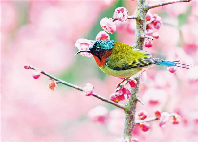 鮮花枝頭鳥鬧春。通訊員 曹檢 攝