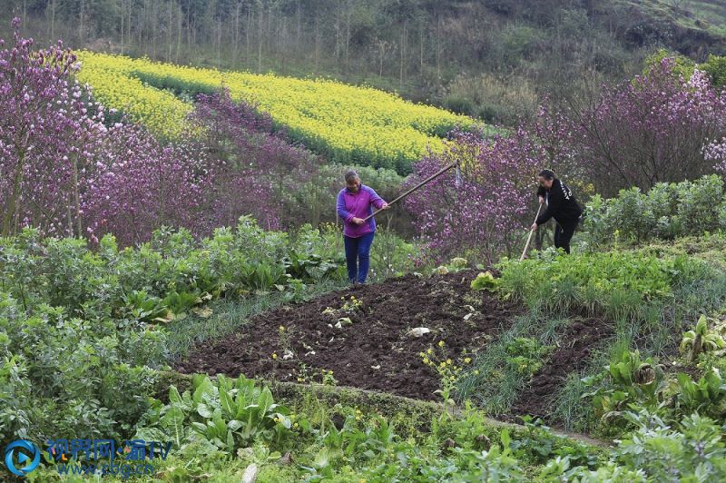 重慶市北碚區(qū)柳蔭鎮(zhèn)吉安村村民在地里勞作。