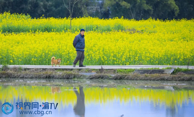 雙桂田園·萬石耕春景區(qū)，盛開的油菜花倒映在水中，別有一番韻味。