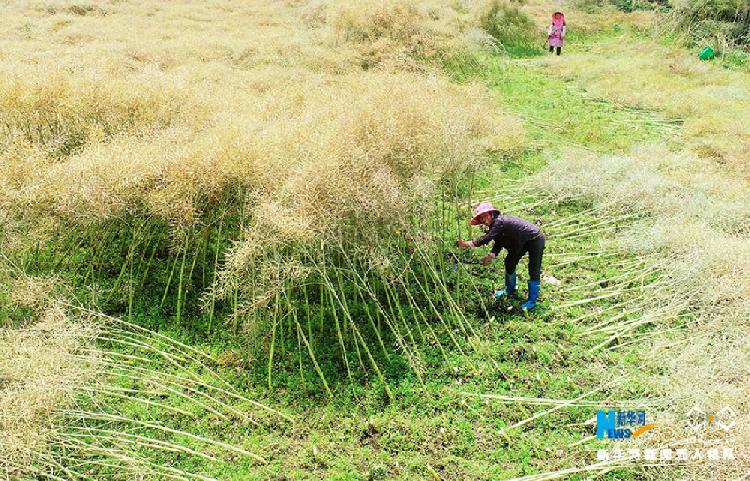 酉阳铜鼓镇铜西村村民正在田间收割油菜。新华网发（陈碧生 摄）