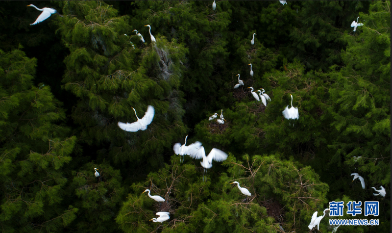 6月9日，在合肥董铺水库，成群的白鹭在枝头栖息、嬉戏。　　仲夏时节，数以百计的白鹭、灰鹭、苍鹭等鹭科鸟类来到了安徽合肥董铺水库水源保护区的树林中安家落户，筑巢繁衍。这里优质的水源、良好的生态为它们提供了适宜的栖息环境。新华网发（张大岗 摄）