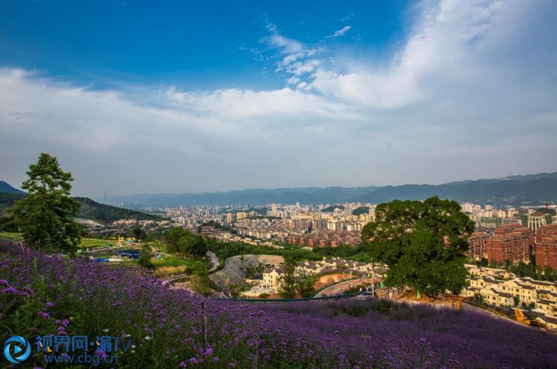 北碚自然世界公園約200畝柳葉馬鞭草進(jìn)入盛花期，遠(yuǎn)遠(yuǎn)望去，猶如紫色的海洋。（攝影：秦廷富）