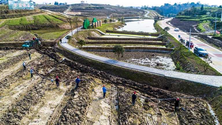 忠縣新立鎮(zhèn)雙柏村，工人在“智慧果園”里安裝水肥一體化管網(wǎng)?！爸腔酃麍@”占地300畝，結(jié)合高標(biāo)準(zhǔn)農(nóng)田建設(shè)物聯(lián)網(wǎng)、水肥一體化項(xiàng)目，實(shí)現(xiàn)柑橘種植智能化、科技化、可視化。項(xiàng)目建成后，將成為“三峽橘鄉(xiāng)”田園綜合體的一大看點(diǎn)。毛幼平 攝