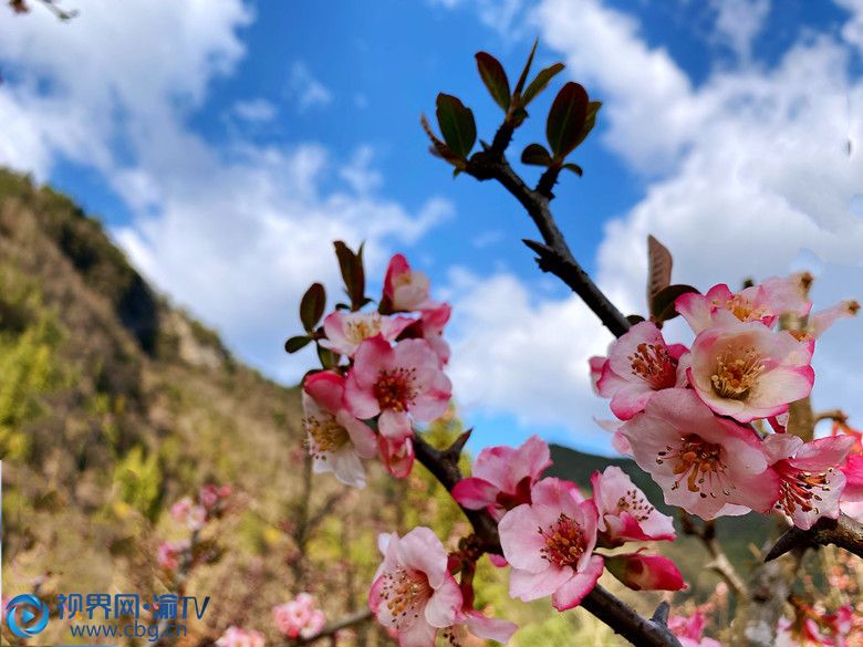 春風(fēng)拂過，陣陣清香撲鼻，踏入其中，引人流連忘返。郭凡 攝