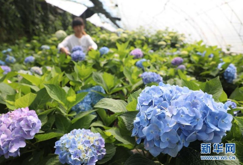 5月31日，唐山市丰润区泉河头镇东孝义村农民在大棚内打理花卉。 近年来，河北省唐山市丰润区结合市场需求，按照“公司+合作社+农户”的方式引导农民发展花卉种植，建立起集种植、储运、销售为一体的产业链。目前，当地花卉产品不仅销售到周边县市，还打入北京、天津等地市场，成为当地农民增收致富的特色产业。 新华社记者 牟宇 摄