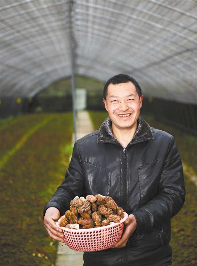 鄧明貴 中益鄉(xiāng)坪壩村羊肚菌種植戶(hù)    “今年我種了22畝羊肚菌，收成好、效益高，接下來(lái)要和更多村民一起種植羊肚菌來(lái)脫貧致富。”