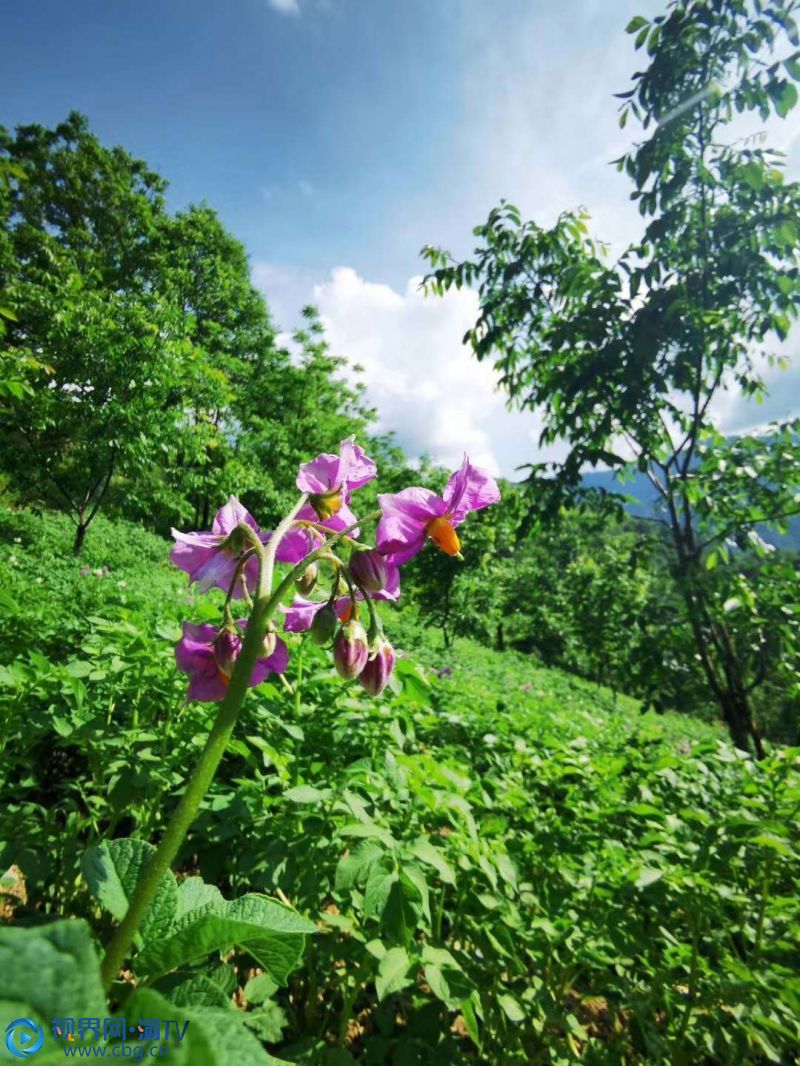 洋芋花開是豐收的前奏。（攝影：李萬華）