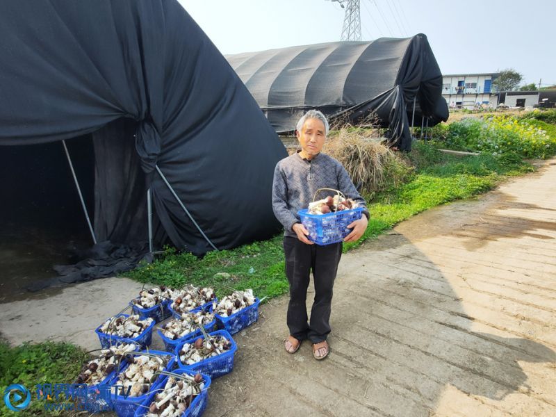 張國相剛采摘的食用菌。（攝影：鄧軍杰）