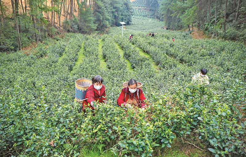 重慶一箭春生態(tài)茶葉種植有限公司茶園，工人在采摘春茶。熊偉 攝