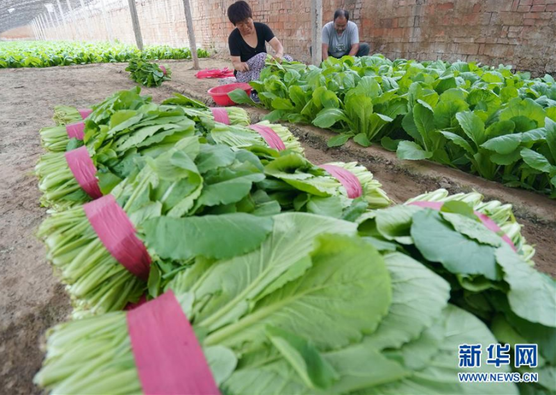 6月18日，唐山市丰南区黄各庄镇双坨村农民在大棚内收获小白菜。 连日来，河北省唐山市丰南区在做好疫情防控工作的同时，引导农民积极做好蔬菜生产，供应京津市场。据介绍，目前该区蔬菜种植面积达13.5万亩，年产蔬菜60多万吨。 新华社记者 杨世尧 摄