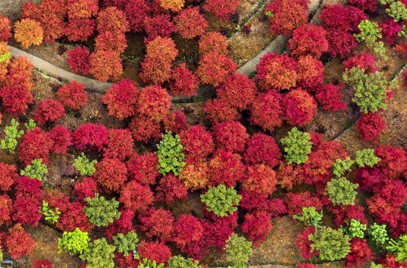 在這繁花盛錦的季節(jié)，想找一個(gè)人少的地方安安靜靜賞美景，一定要去巴南區(qū)安瀾鎮(zhèn)平灘村的松木嘴紅楓基地。