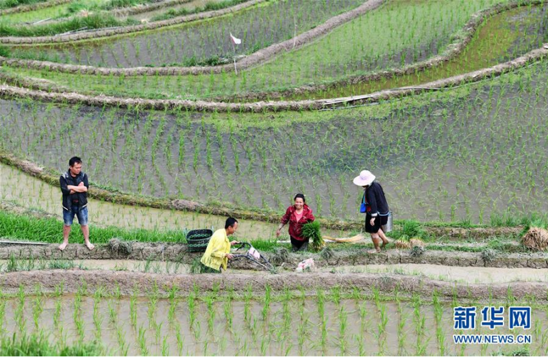 贵州省从江县加榜乡加车村的农民在田间劳作（5月26日摄）。 近日，贵州省黔东南苗族侗族自治州从江县加榜乡加车、加页、党扭等村进入农忙季节，农民抢抓农时移栽水稻秧苗、对稻田进行管护，梯田上一片繁忙景象。 新华社记者 杨文斌 摄