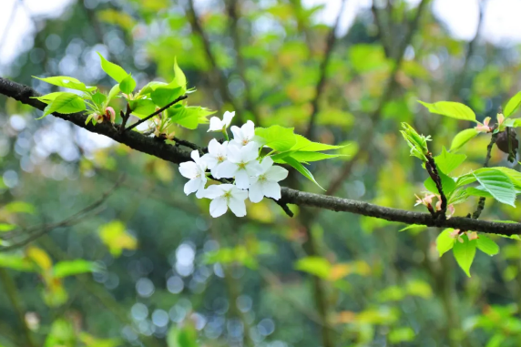 遍地開花盼君來