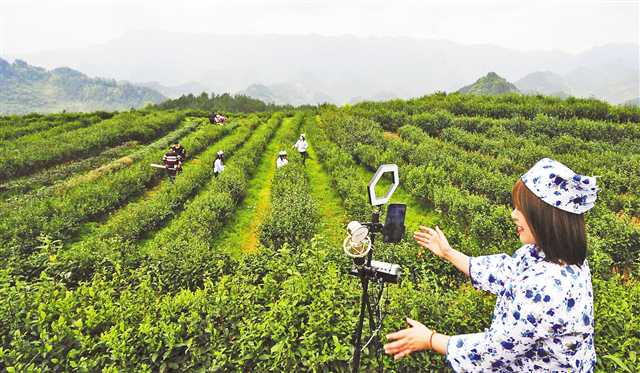 4月6日，酉陽宜居鄉(xiāng)大茶山，相關(guān)人員幫助茶農(nóng)網(wǎng)上直播銷售綠茶。酉陽種植綠茶6萬多畝，明前茶已經(jīng)給茶農(nóng)帶來近兩億元的收入。清明節(jié)剛過，當(dāng)?shù)赝菩小霸其N售”，現(xiàn)場直播采摘明后茶，促進(jìn)茶農(nóng)增收。